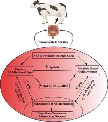 Enhancing bovine immune, antioxidant and anti-inflammatory responses with vitamins, rumen-protected amino acids, and trace minerals to prevent periparturient mastitis